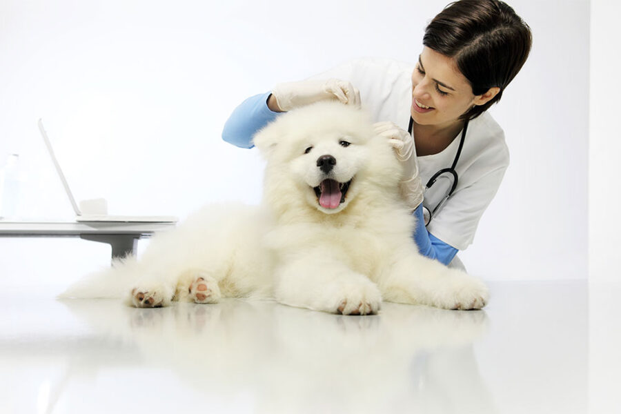 veterinaria che visita un cane bianco in uno studio medico