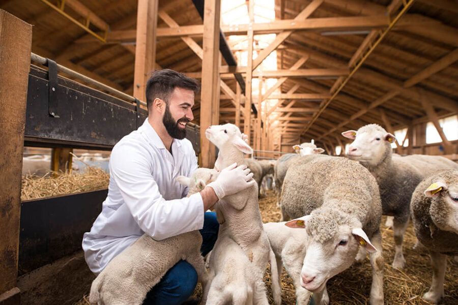 veterinario che si trova in una stalla con delle pecore e che le cura con attrezzature per radiologia