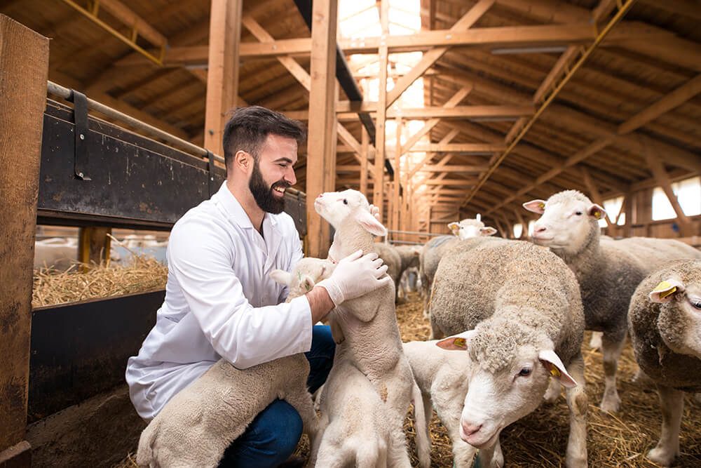 veterinario che si trova in una stalla con delle pecore e che le cura con attrezzature per radiologia