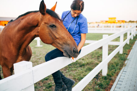 veterinaria che cura un cavallo in un ranch