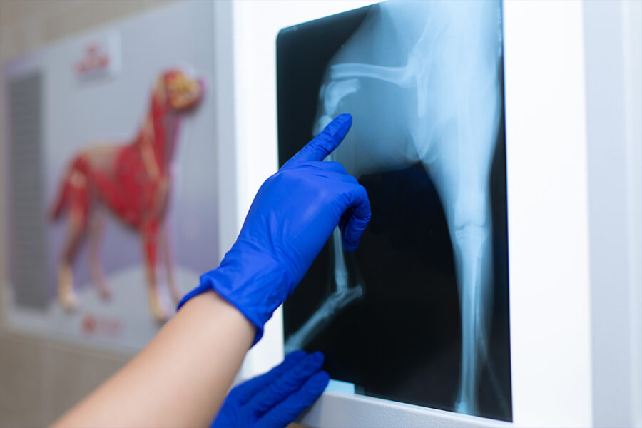 mano di un veterinario che indica su una lastra una frattura che ha subito un cane