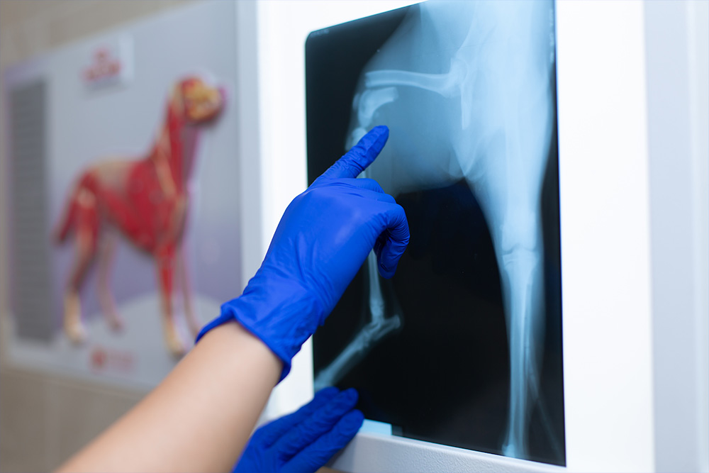 mano di un veterinario che indica su una lastra una frattura che ha subito un cane